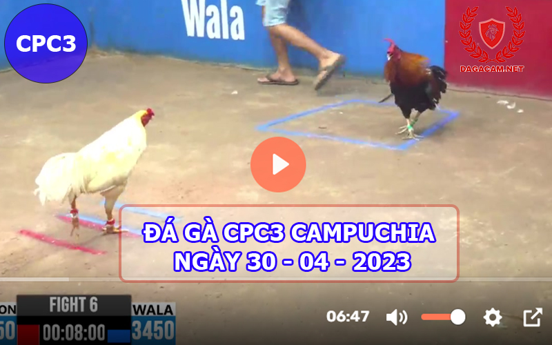 Video đá gà CPC3 ngày 30-04-2024