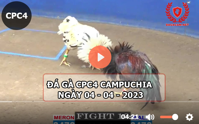 Video đá gà CPC4 ngày 04-04-2024