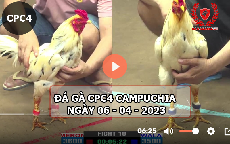 Video đá gà CPC4 ngày 06-04-2024