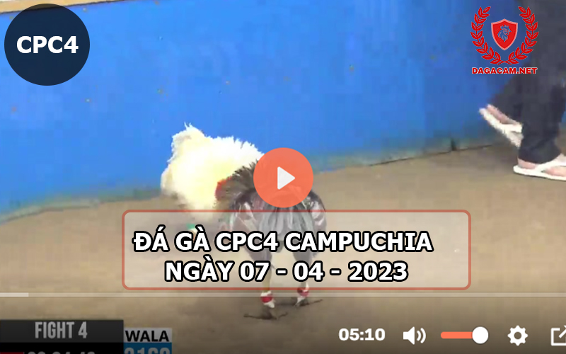 Video đá gà CPC4 ngày 07-04-2024