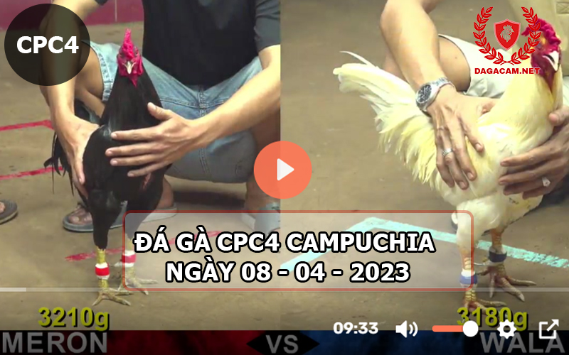 Video đá gà CPC4 ngày 08-04-2024