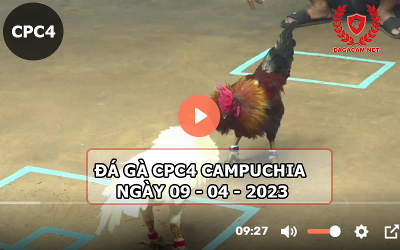 Video đá gà CPC4 ngày 09-04-2024