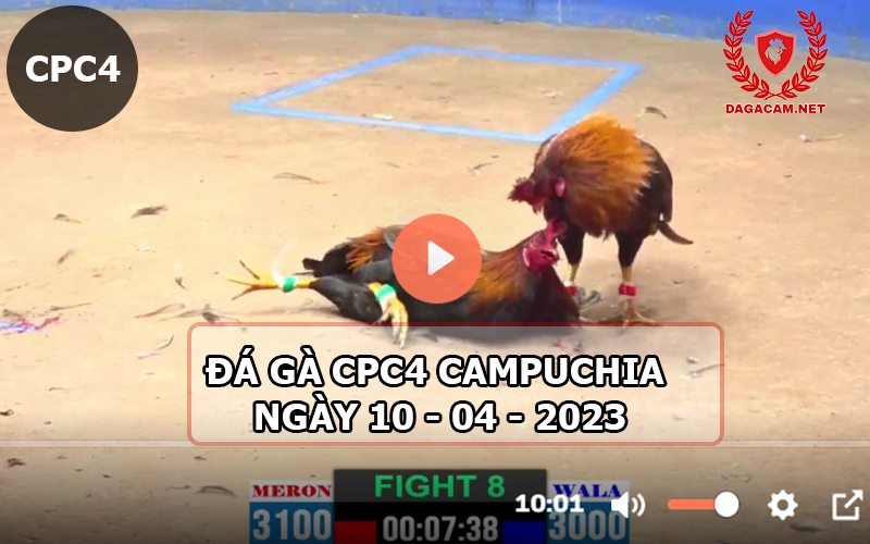 Video đá gà CPC4 ngày 10-04-2024