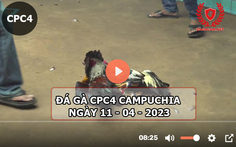 Video đá gà CPC4 ngày 11-04-2024