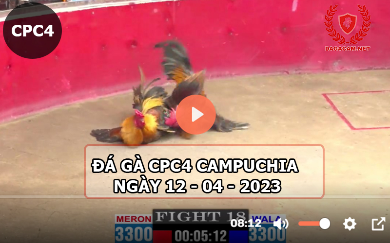 Video đá gà CPC4 ngày 12-04-2024