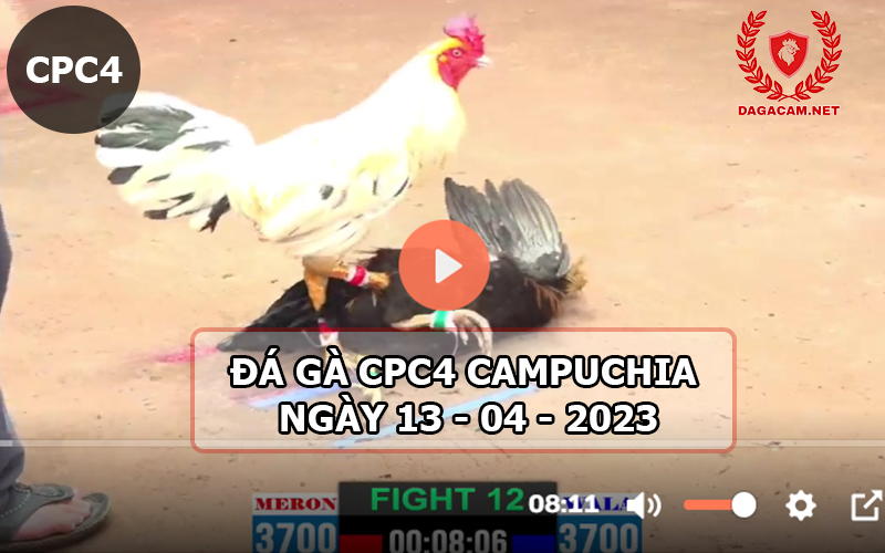 Video đá gà CPC4 ngày 13-04-2024