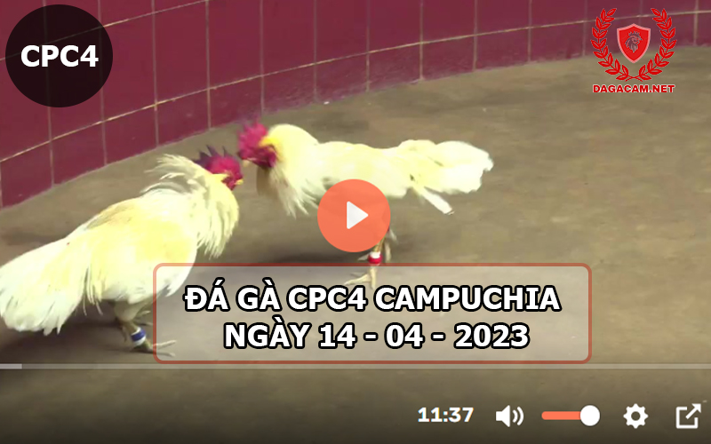 Video đá gà CPC4 ngày 14-04-2024