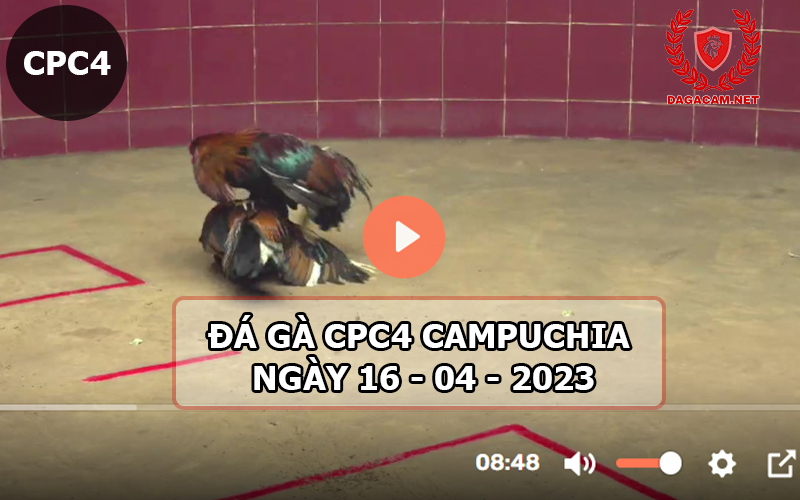 Video đá gà CPC4 ngày 16-04-2024