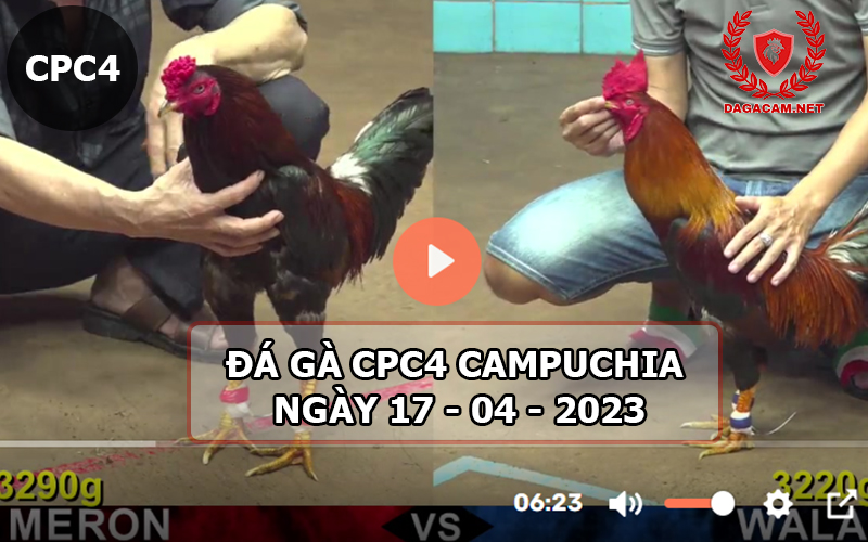 Video đá gà CPC4 ngày 17-04-2024