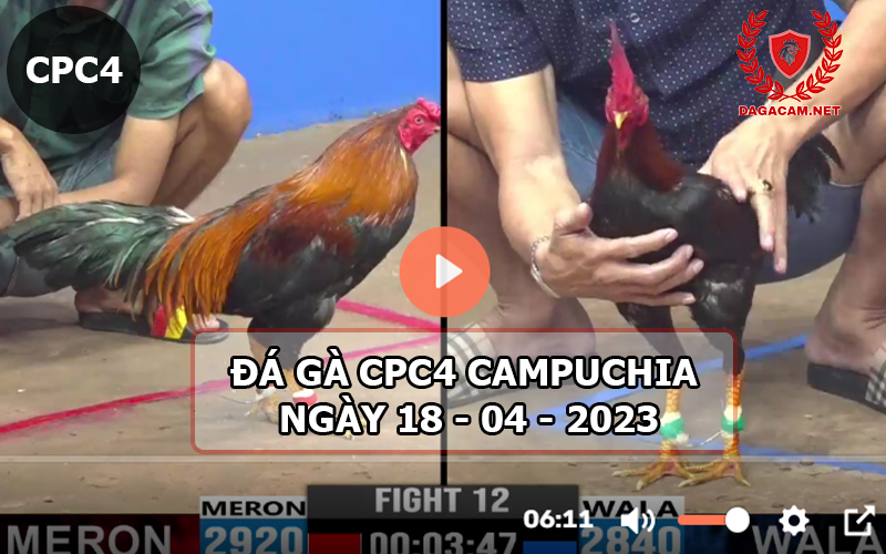 Video đá gà CPC4 ngày 18-04-2024