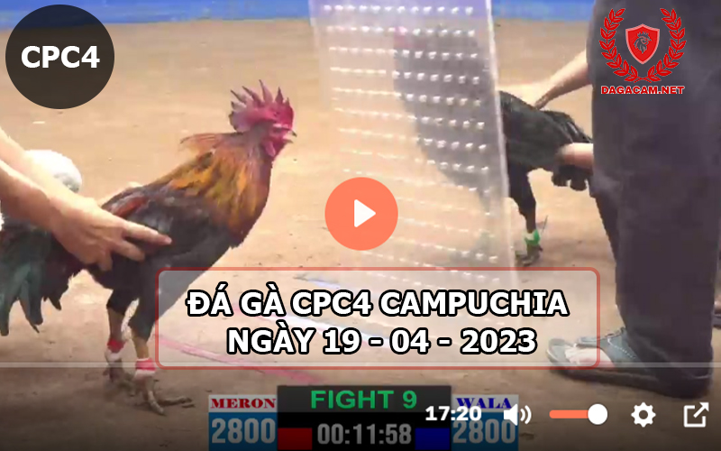 Video đá gà CPC4 ngày 19-04-2024