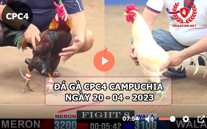 Video đá gà CPC4 ngày 20-04-2024