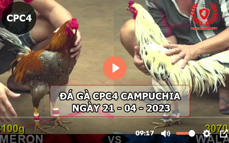 Video đá gà CPC4 ngày 21-04-2024