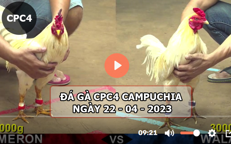 Video đá gà CPC4 ngày 22-04-2024