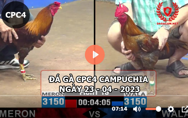 Video đá gà CPC4 ngày 23-04-2024