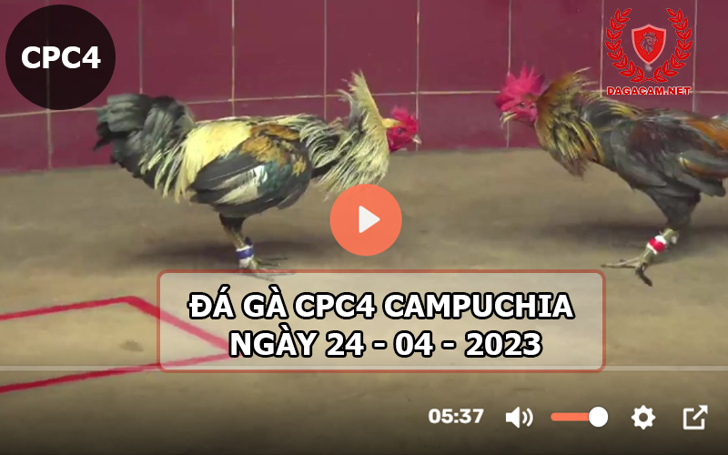 Video đá gà CPC4 ngày 24-04-2024