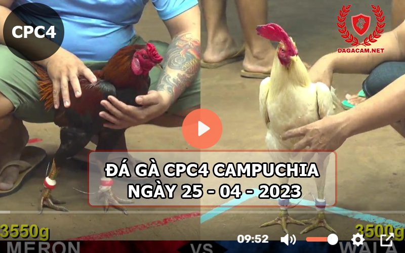 Video đá gà CPC4 ngày 25-04-2024