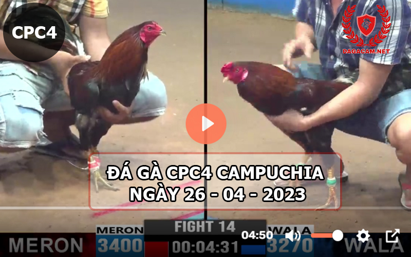 Video đá gà CPC4 ngày 26-04-2024