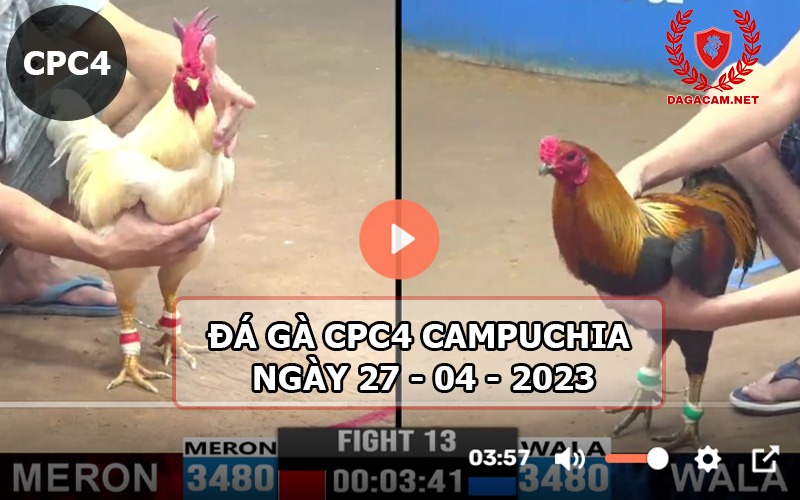 Video đá gà CPC4 ngày 27-04-2024