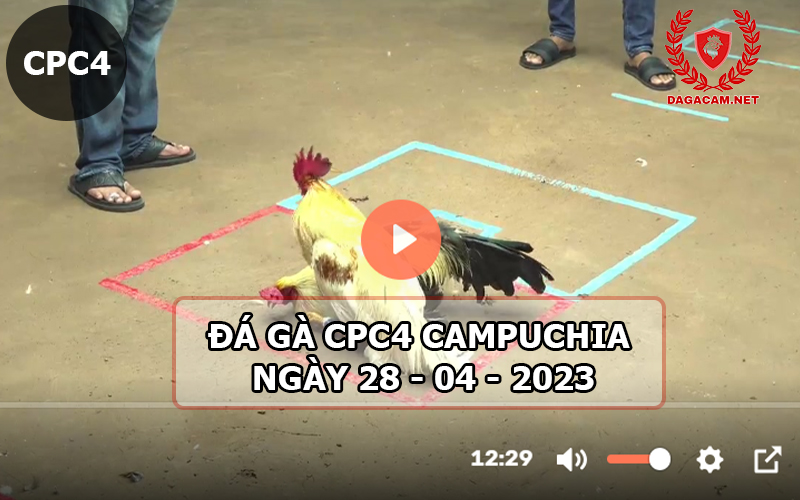 Video đá gà CPC4 ngày 28-04-2024