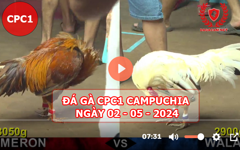 Video đá gà CPC1 ngày 02-05-2024