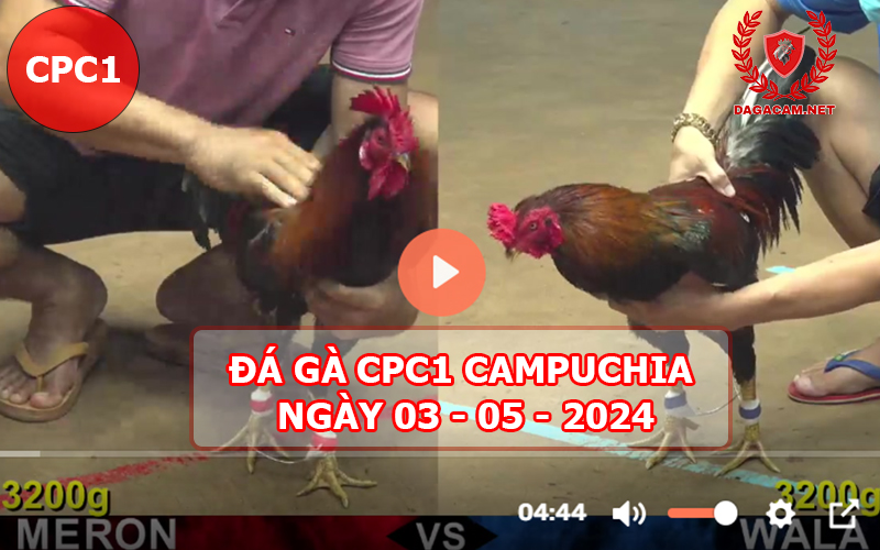 Video đá gà CPC1 ngày 03-05-2024