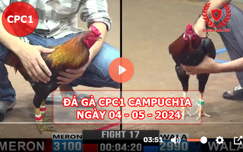 Video đá gà CPC1 ngày 04-05-2024