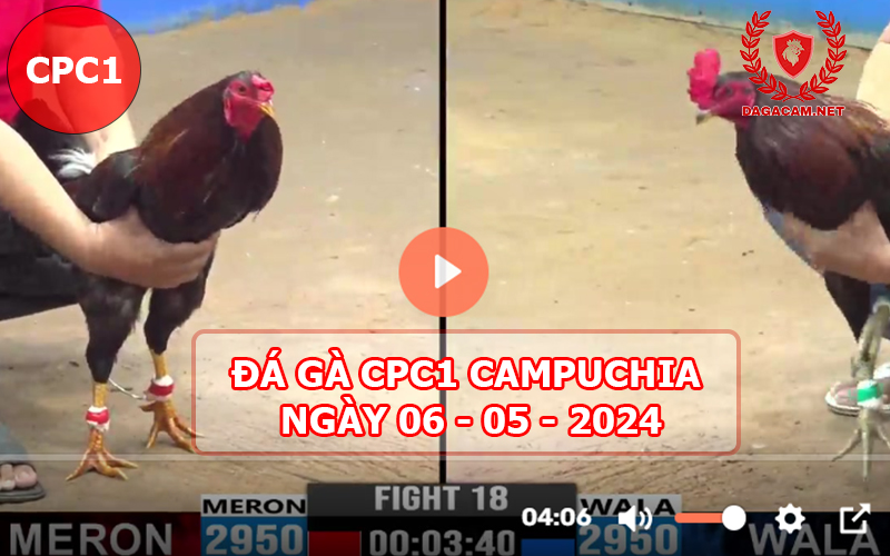 Video đá gà CPC1 ngày 06-05-2024