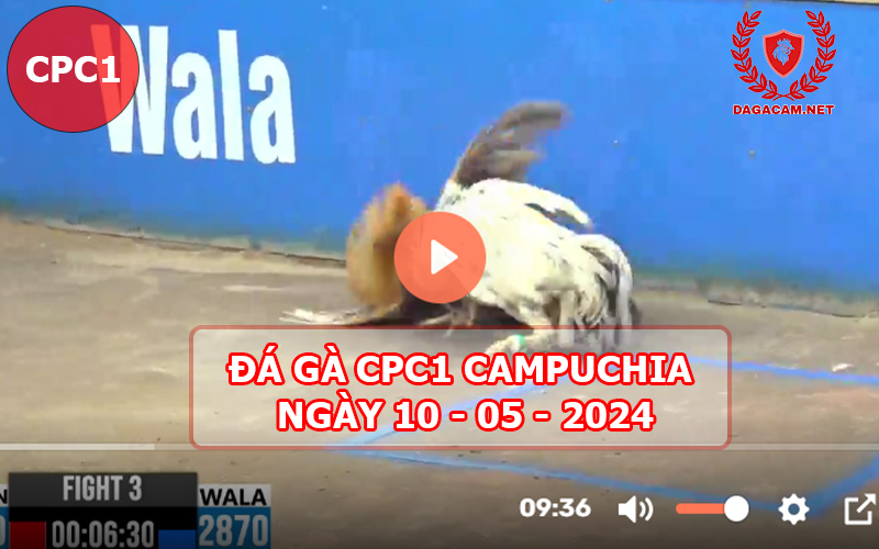 Video đá gà CPC1 ngày 10-05-2024