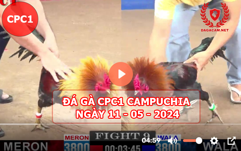 Video đá gà CPC1 ngày 11-05-2024