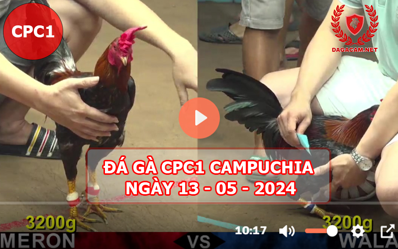 Video đá gà CPC1 ngày 13-05-2024