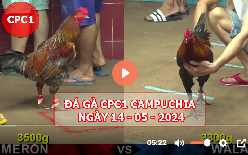 Video đá gà CPC1 ngày 14-05-2024