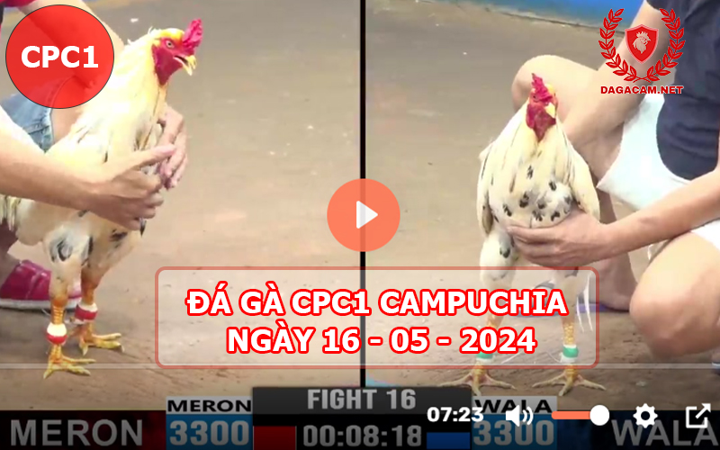 Video đá gà CPC1 ngày 16-05-2024