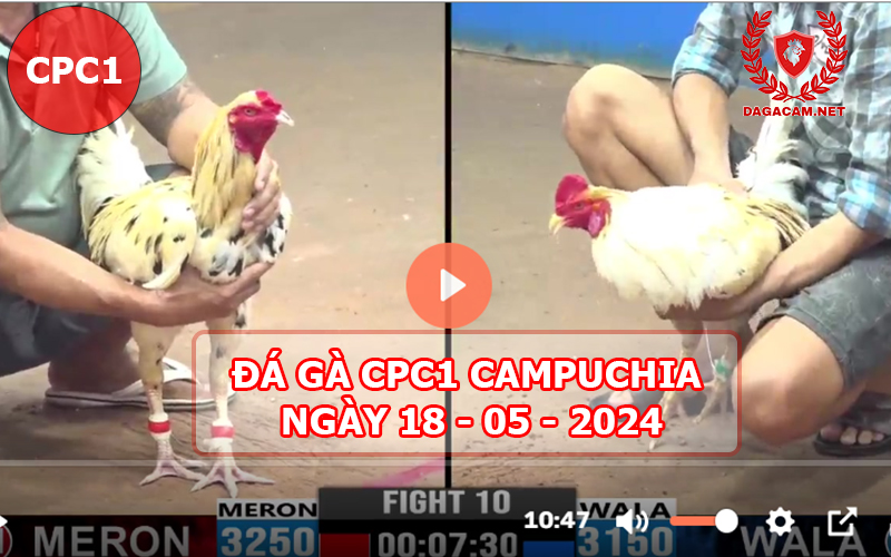 Video đá gà CPC1 ngày 18-05-2024