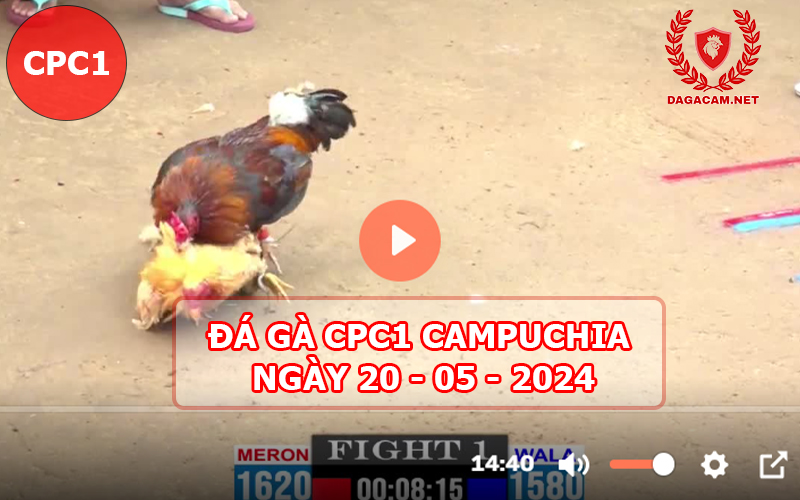 Video đá gà CPC1 ngày 20-05-2024