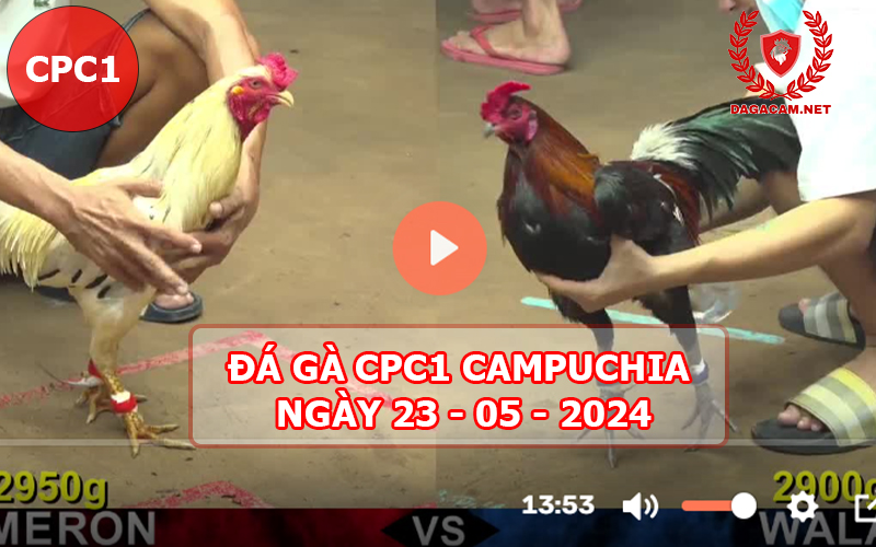 Video đá gà CPC1 ngày 23-05-2024