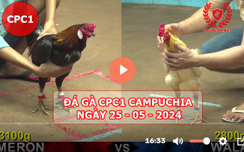 Video đá gà CPC1 ngày 25-05-2024