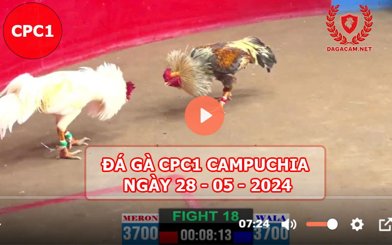 Video đá gà CPC1 ngày 28-05-2024