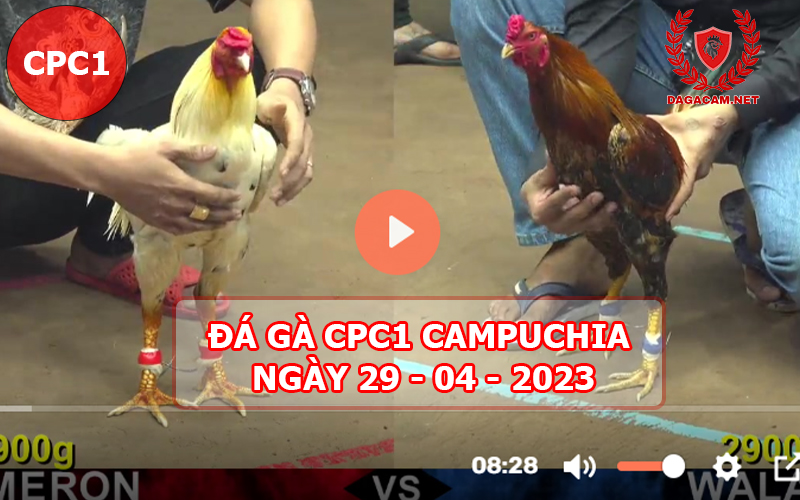 Video đá gà CPC1 ngày 29-04-2024