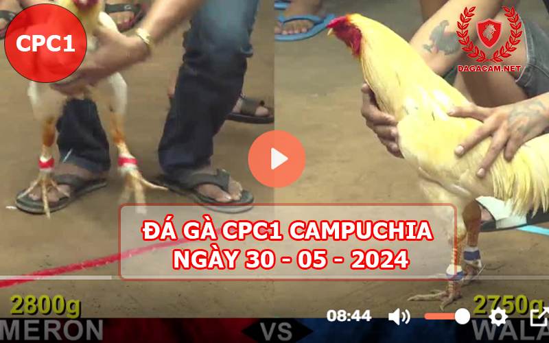 Video đá gà CPC1 ngày 30-05-2024