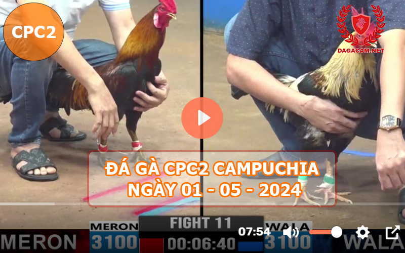 Video đá gà CPC2 ngày 01-05-2024