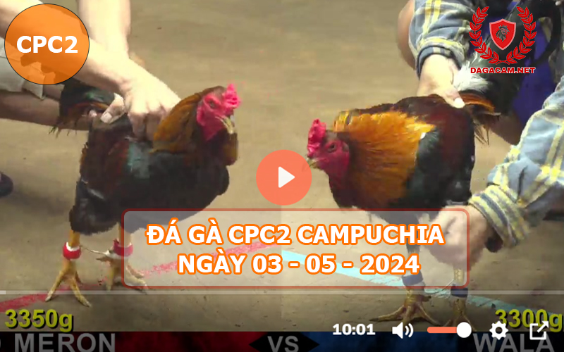 Video đá gà CPC2 ngày 03-05-2024