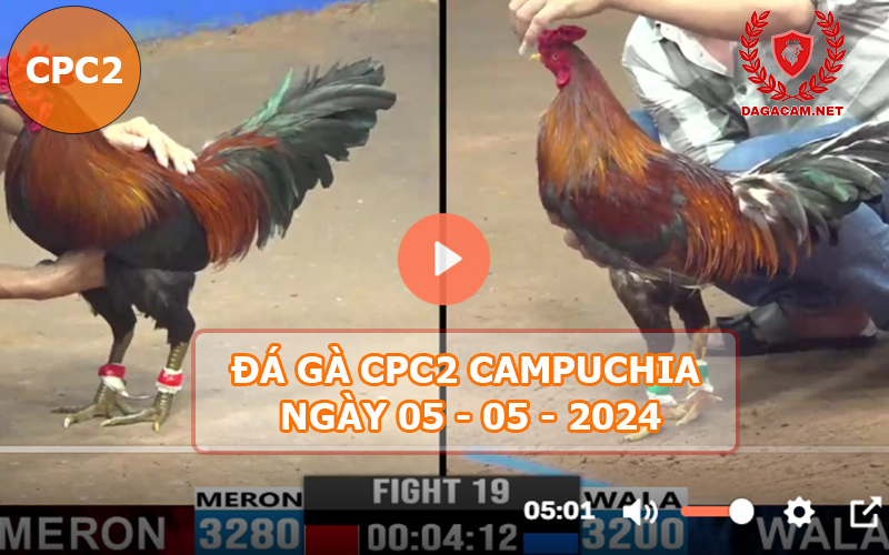 Video đá gà CPC2 ngày 05-05-2024