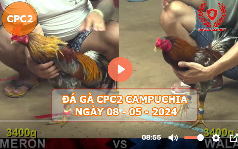 Video đá gà CPC2 ngày 08-05-2024