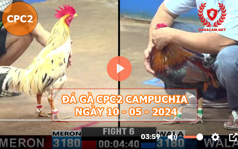 Video đá gà CPC2 ngày 10-05-2024