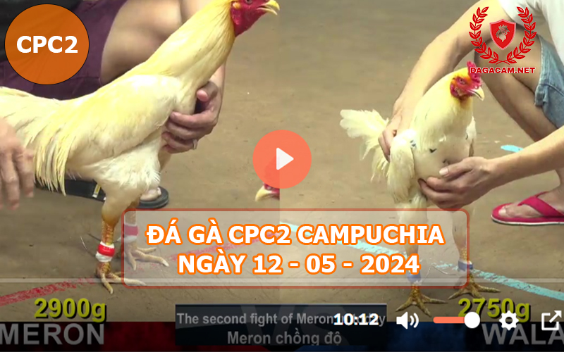 Video đá gà CPC2 ngày 12-05-2024