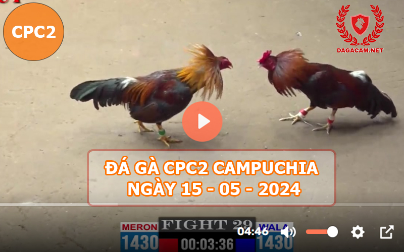 Video đá gà CPC2 ngày 15-05-2024