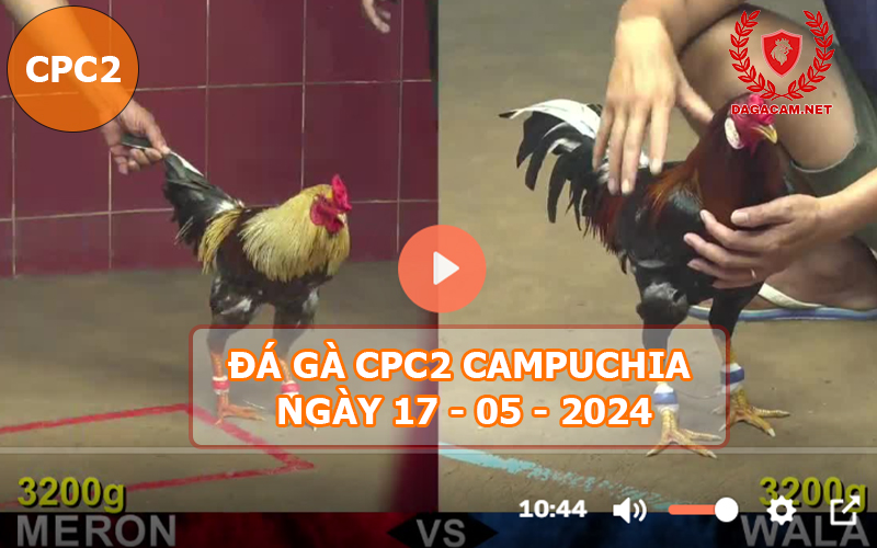 Video đá gà CPC2 ngày 17-05-2024