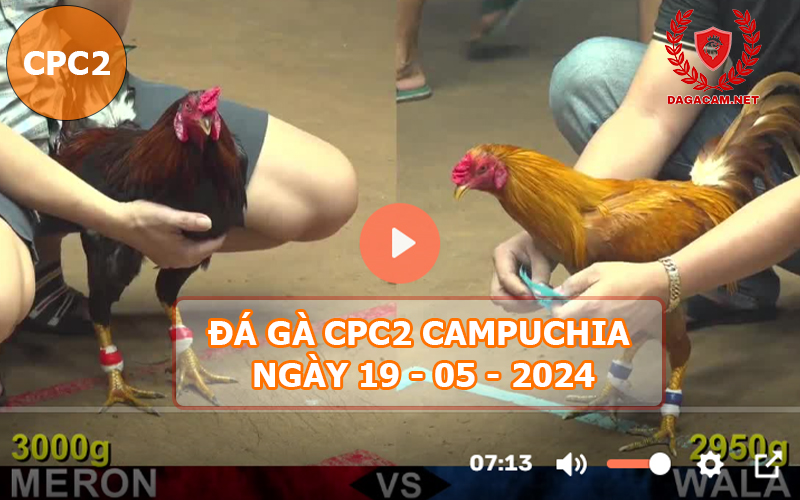 Video đá gà CPC2 ngày 19-05-2024