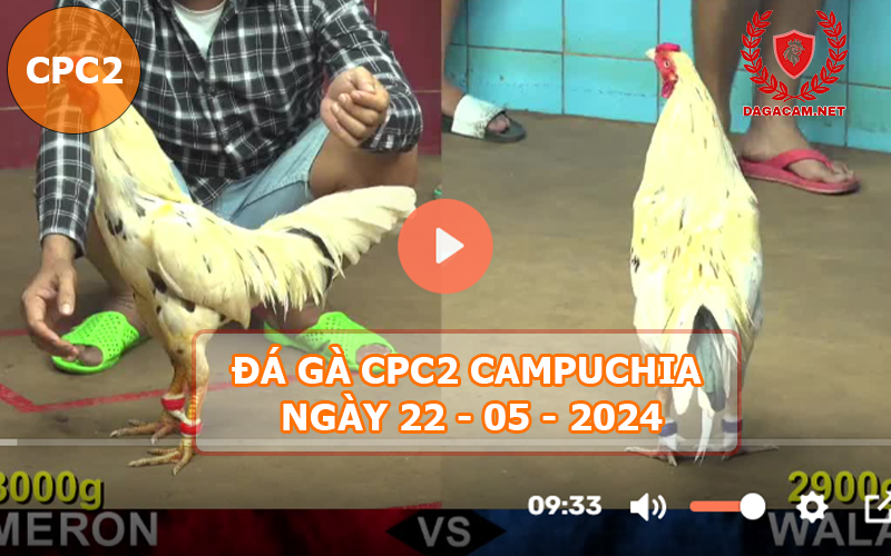 Video đá gà CPC2 ngày 22-05-2024